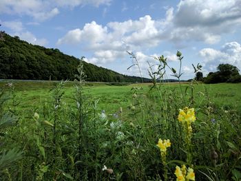 Scenic view of field against sky