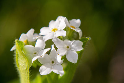 Close-up of white flowering plant