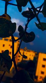 Low angle view of silhouette plant against sky