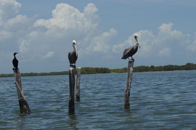 Birds perching on wooden post by lake against sky