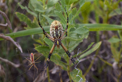 Close-up of spider on web