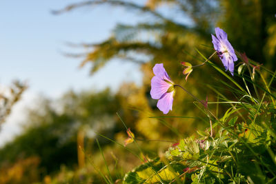 Close-up of purple flowers blooming outdoors