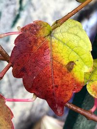 Close-up of leaf on tree