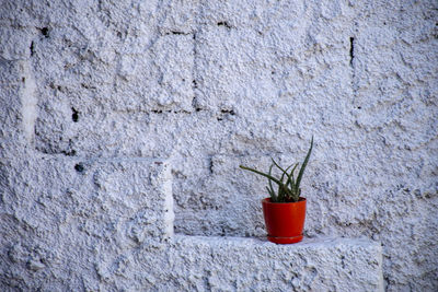 Close-up of potted plant against wall