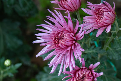 Pink chrysanthemums close up in autumn sunny day in the garden. autumn flowers. flower head