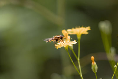 Close-up of bee pollinating flower