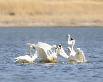 Swans swimming in lake