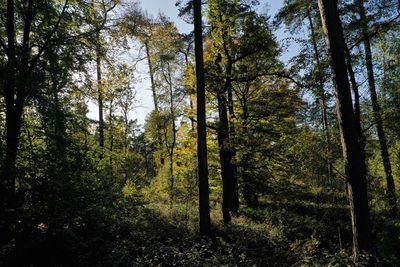 Trees in forest