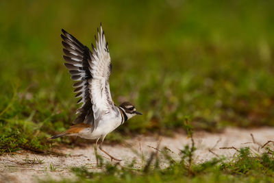 Bird flying in a field