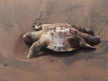 High angle view of tortoise on sand