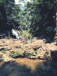 Scenic view of river in forest