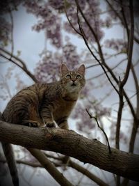 Low angle view of cat sitting on branch