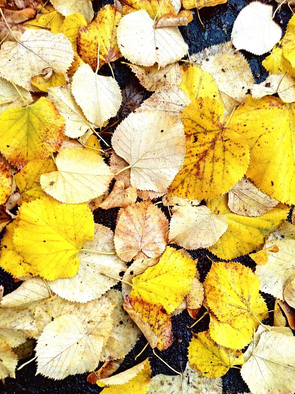 HIGH ANGLE VIEW OF YELLOW MAPLE LEAF ON SIDEWALK