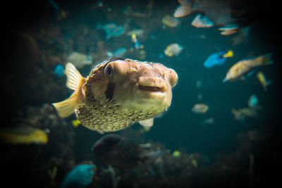 Close-up of fish swimming in aquarium