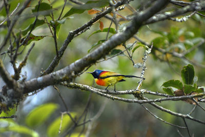 Close-up of parrot perching on tree