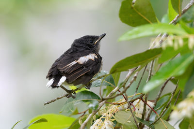 Bird perching on a branch