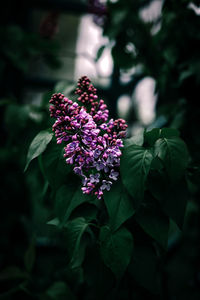 Close-up of pink flowering plant