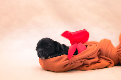 Close-up of puppy against gray background