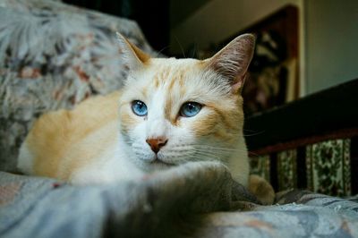 Portrait of cat relaxing at home