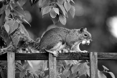 Close-up of squirrel on wood