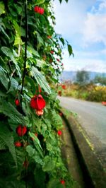 Close-up of red flower growing on tree against sky