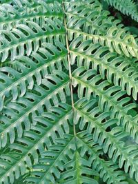 Full frame shot of green leaves