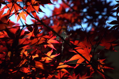 Low angle view of japanese maple leaves