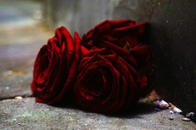 Close-up of red rose