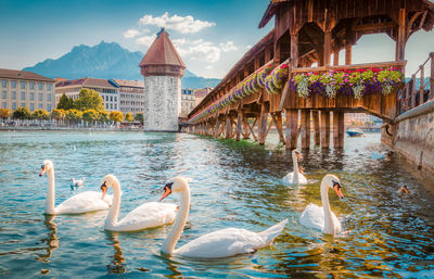 Swans in a lake