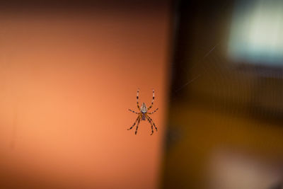 Close-up of spider on web