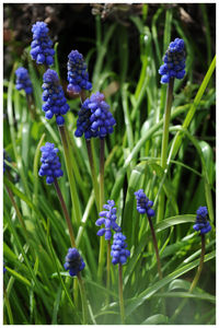 Close-up of purple flowers