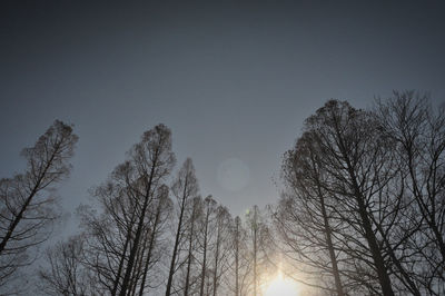 Low angle view of trees against clear sky