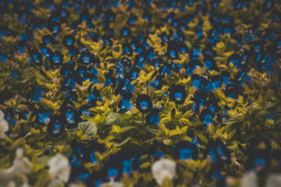 Full frame shot of purple flowering plants