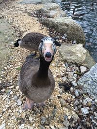 Close-up of animal in pond