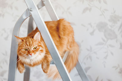 Ginger cat sits on metal ladder. fluffy pet take part in house repair.  banner with copy space.