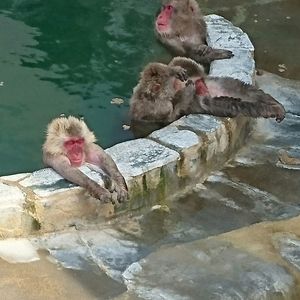 Birds in the lake