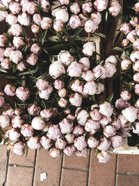 Fresh peony at a market stall