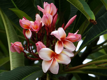 Close-up of pink flowering plants