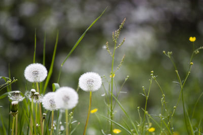 Close-up of white dandelion blooming in field