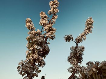 Low angle view of cherry blossom against clear sky