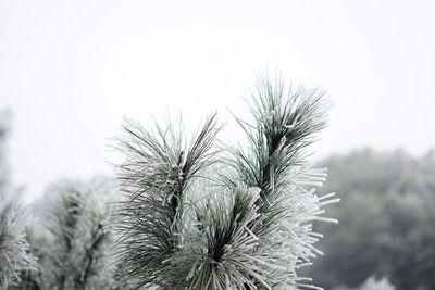 Close-up of pine tree against sky during winter