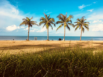 Palm trees on beach against sky