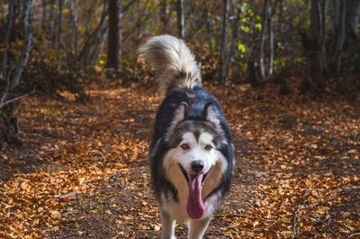 Close-up of dog on field in forest