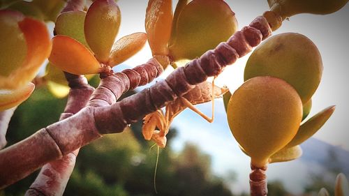 Close-up of fruits on tree against sky