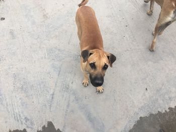 High angle portrait of dog