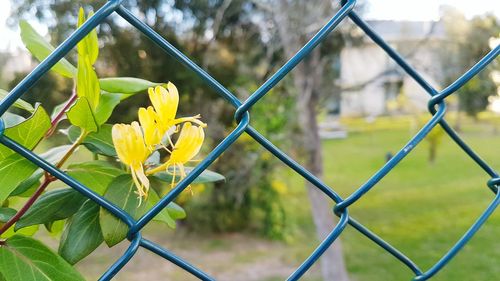 Close-up of yellow flowering plant seen through chainlink fence