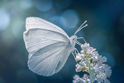 Close-up of butterfly on white flower