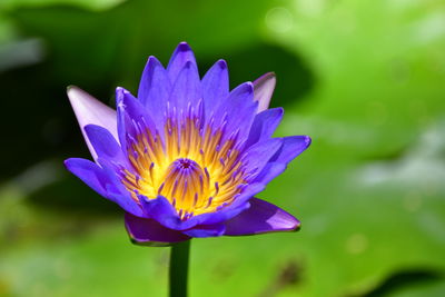 Close-up of purple water lily flower