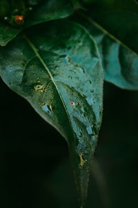 Close-up of wet leaf