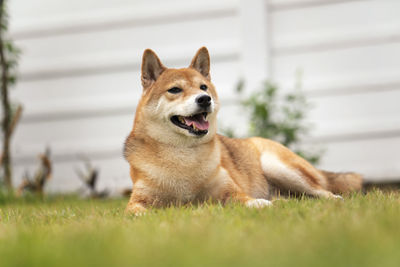 Shiba inu dog breed sitting in the green lawn. shiba inu dog breed they are a small breed